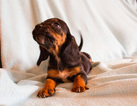 Small Photo #6 Basset Hound Puppy For Sale in ALFORD, IN, USA