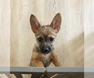 Chorkie Puppy for sale in BRICK, NJ, USA