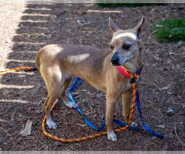 Medium Photo #5 Chihuahua-Unknown Mix Puppy For Sale in Kennesaw, GA, USA