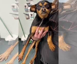 Muggin Dogs for adoption in Chico, CA, USA