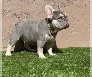 French Bulldog Dog for Adoption in SOUTH GATE, California USA