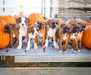 Boxer Puppy for Sale in WAKARUSA, Indiana USA