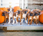 Litter of 8 - Male(s) and Female(s) BoxerLitter of Puppies for Sale - Small photo