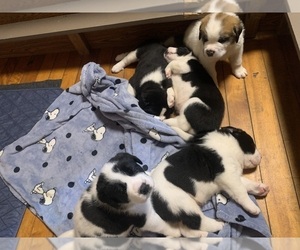 Cane Corso-Saint Bernard Mix Litter for sale in WORCESTER, MA, USA