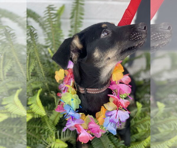 Medium Photo #16 Rat Terrier-Unknown Mix Puppy For Sale in Mount Laurel, NJ, USA