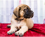 Small Photo #25 Mastiff Puppy For Sale in WAKARUSA, IN, USA