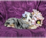Small Photo #4 Bernedoodle (Miniature) Puppy For Sale in COCHRANVILLE, PA, USA