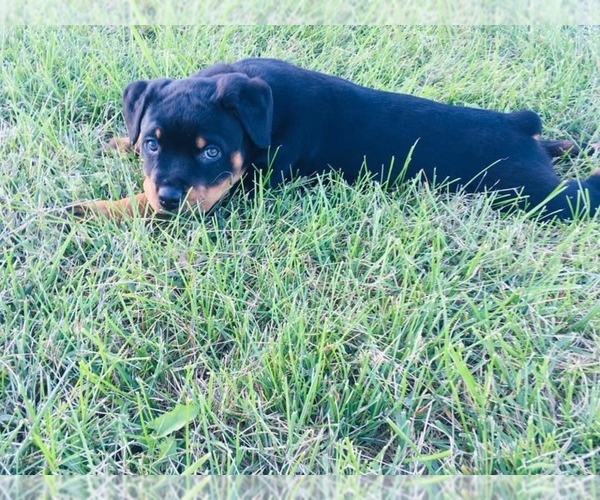 Medium Photo #4 Rottweiler Puppy For Sale in CALIFORNIA, MO, USA