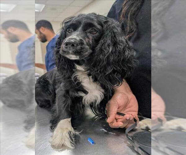 Medium Photo #1 Cocker Spaniel Puppy For Sale in Forestville, MD, USA