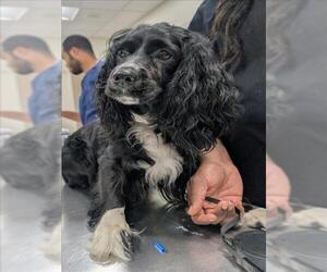 Cocker Spaniel Dogs for adoption in Forestville, MD, USA
