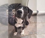 Small #15 Border Collie Mix