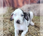Small Photo #2 Catahoula Leopard Dog Puppy For Sale in CUMBY, TX, USA