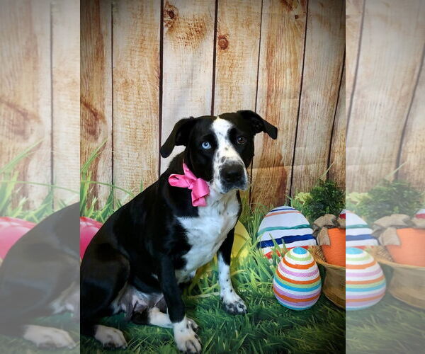 Medium Photo #12 Catahoula Leopard Dog-Unknown Mix Puppy For Sale in Hillsboro, MO, USA