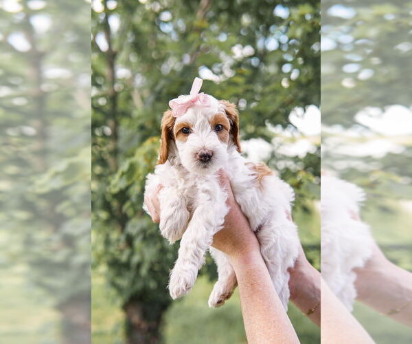 Medium Photo #1 Goldendoodle (Miniature) Puppy For Sale in FREDERICA, DE, USA