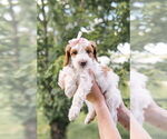 Puppy Puppy 8 Goldendoodle (Miniature)