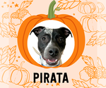 Small #2 American Pit Bull Terrier-Pointer Mix