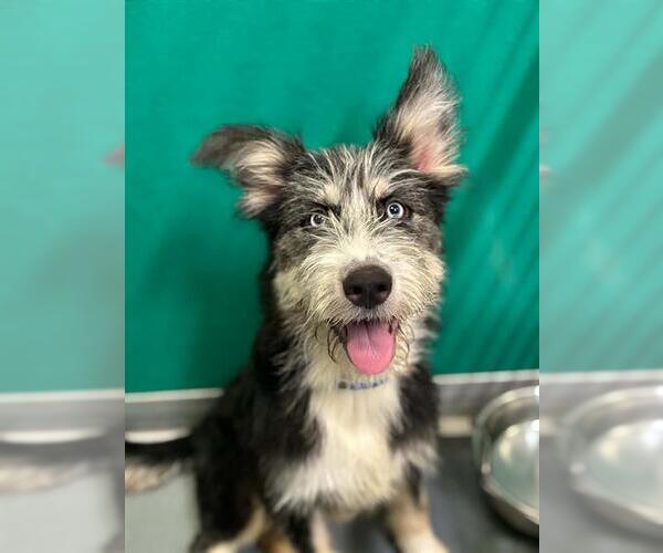 Medium Photo #1 Mutt Puppy For Sale in Visalia, CA, USA