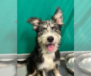 Mutt Dogs for adoption in Visalia, CA, USA