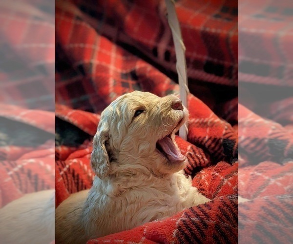 Medium Photo #2 F2 Aussiedoodle Puppy For Sale in LOUISA, VA, USA