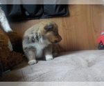 Small Photo #21 Australian Shepherd-Pembroke Welsh Corgi Mix Puppy For Sale in GALLEGOS, NM, USA