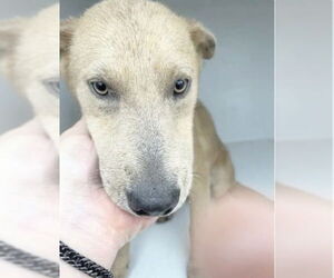 Mutt Dogs for adoption in Houston, TX, USA