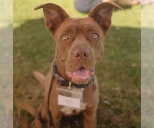 Medium Photo #14 Mutt Puppy For Sale in San Diego, CA, USA