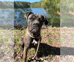 Small #12 Mastiff Mix