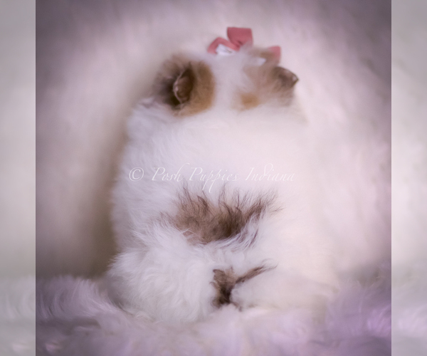 Medium Photo #91 Pomeranian Puppy For Sale in WARSAW, IN, USA