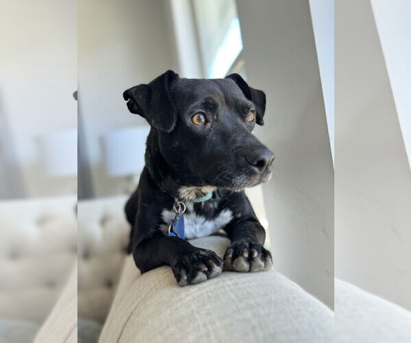 Medium Photo #4 Chiweenie Puppy For Sale in Rosenberg, TX, USA