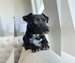 Small #3 Chiweenie