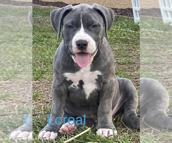 Medium Photo #3 American Bully Puppy For Sale in INVERNESS, FL, USA