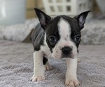 Small #1 Boston Terrier