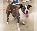 Small #3 Mountain Cur Mix