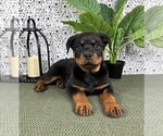 Small #4 Rottweiler