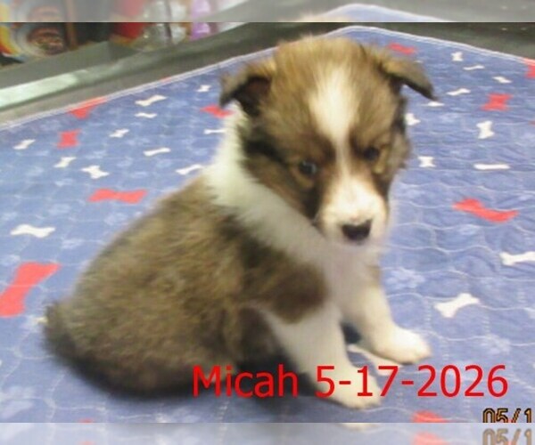 Medium Photo #1 Shetland Sheepdog Puppy For Sale in SOLON, ME, USA