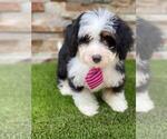 Small Photo #2 Bernedoodle Puppy For Sale in KISSIMMEE, FL, USA