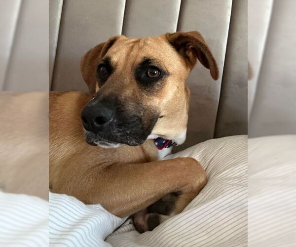 Medium Photo #3 Mutt Puppy For Sale in San Diego, CA, USA