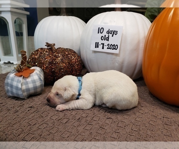 Medium Photo #3 Labrador Retriever Puppy For Sale in KATHLEEN, GA, USA