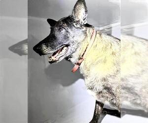 Mutt Dogs for adoption in Houston, TX, USA