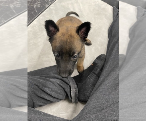 Medium Photo #157 Belgian Malinois Puppy For Sale in REESEVILLE, WI, USA