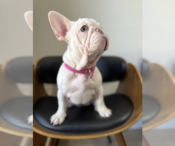 Medium Photo #2 French Bulldog Puppy For Sale in ENGLEWOOD, CO, USA