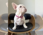 Small #1 French Bulldog