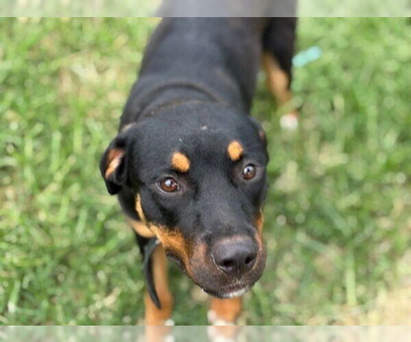 Medium Photo #1 Rottweiler-Unknown Mix Puppy For Sale in Tulsa, OK, USA