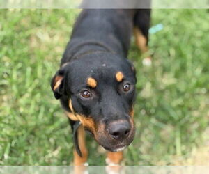 Rottweiler-Unknown Mix Dogs for adoption in Tulsa, OK, USA