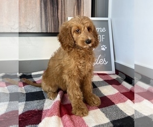 Goldendoodle (Miniature) Puppy for sale in FRANKLIN, IN, USA