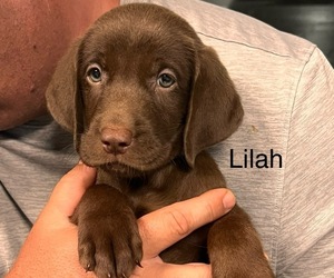 Labrador Retriever Puppy for sale in ADKINS, TX, USA