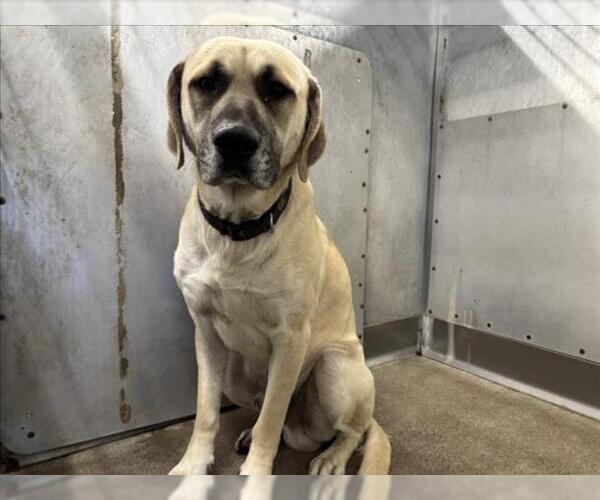 Medium Photo #1 Mastador Puppy For Sale in San Bernardino, CA, USA