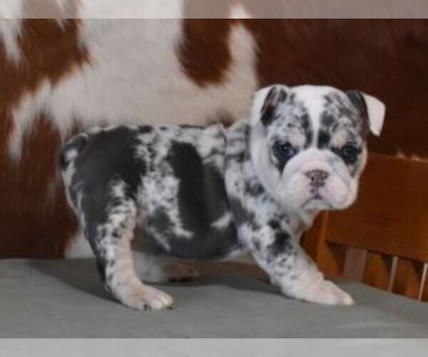 Medium Photo #1 English Bulldog Puppy For Sale in MARSHFIELD, MO, USA