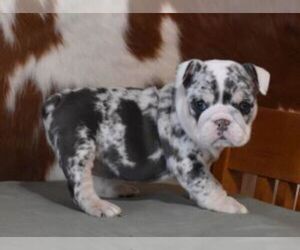 English Bulldog Puppy for sale in MARSHFIELD, MO, USA