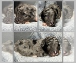 Puppy Jasmine Goldendoodle